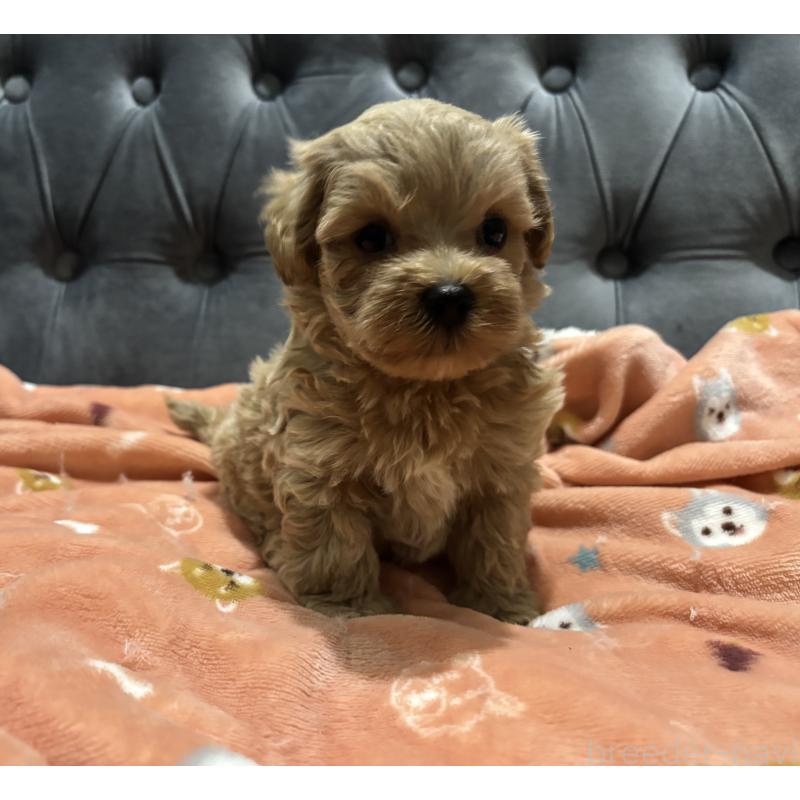 販売中の鹿児島県のマルプー:マルチーズ×トイプードル-437563の6枚目