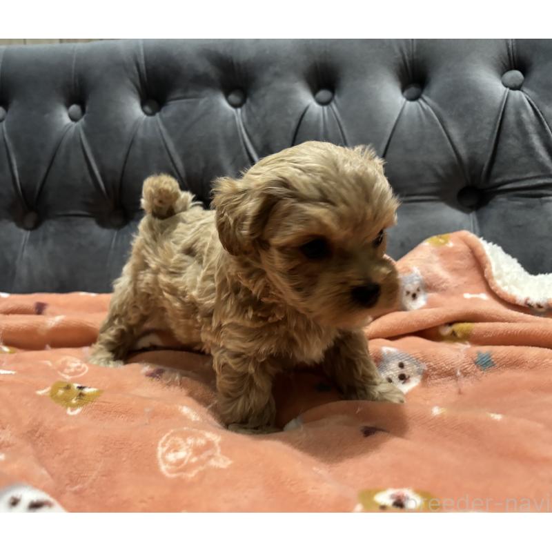 販売中の鹿児島県のマルプー:マルチーズ×トイプードル-437563の5枚目