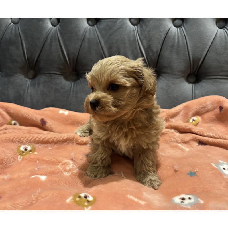 販売中の鹿児島県のマルプー:マルチーズ×トイプードル-437563の4枚目