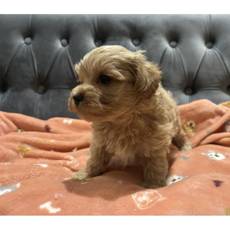 販売中の鹿児島県のマルプー:マルチーズ×トイプードル-437563の3枚目