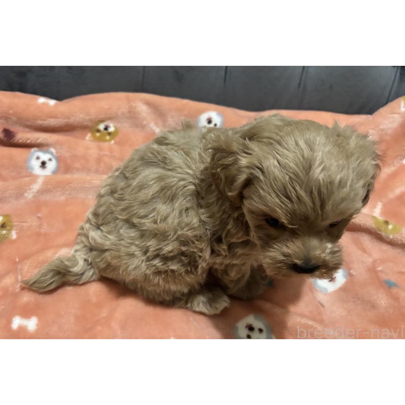 販売中の鹿児島県のマルプー:マルチーズ×トイプードル-437563の2枚目