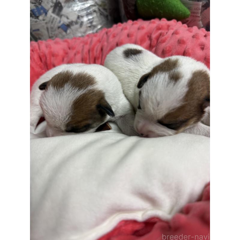 販売中の宮崎県のジャックラッセルテリア-437564の6枚目