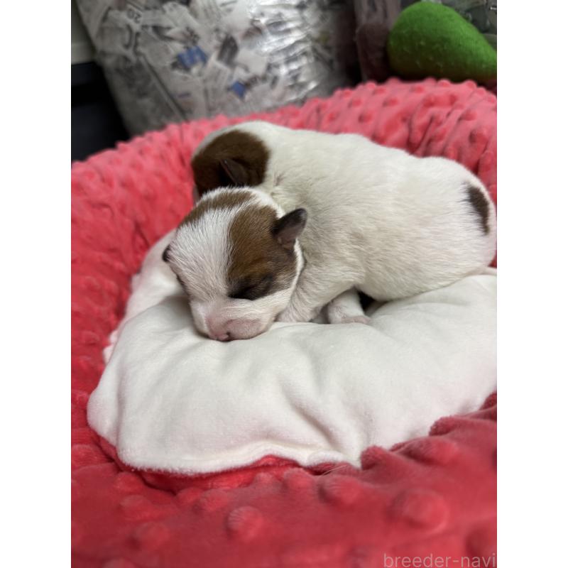 販売中の宮崎県のジャックラッセルテリア-437564の5枚目