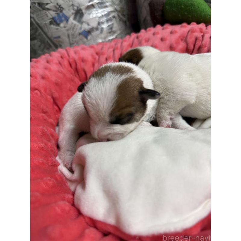 販売中の宮崎県のジャックラッセルテリア-437564の4枚目