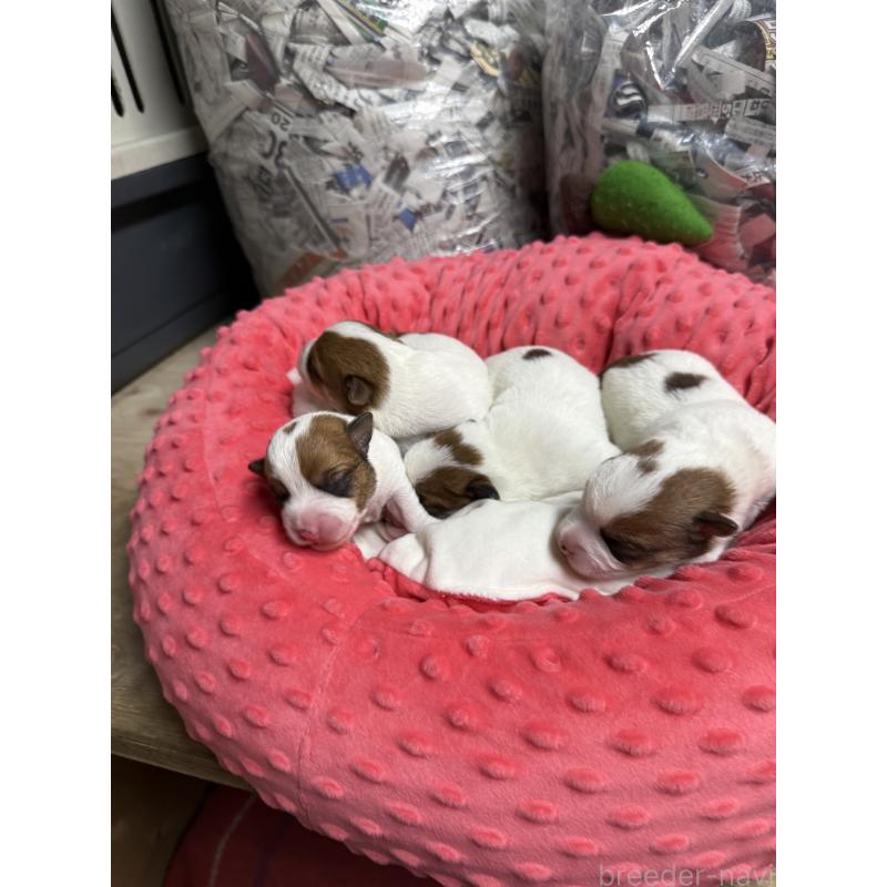 販売中の宮崎県のジャックラッセルテリア-437564の3枚目