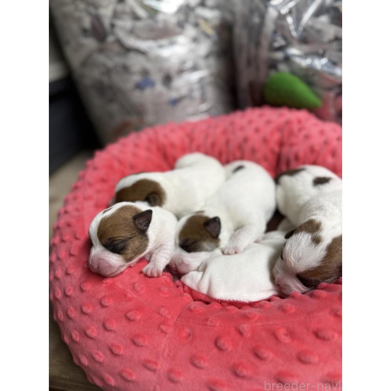 販売中の宮崎県のジャックラッセルテリア-437564の2枚目