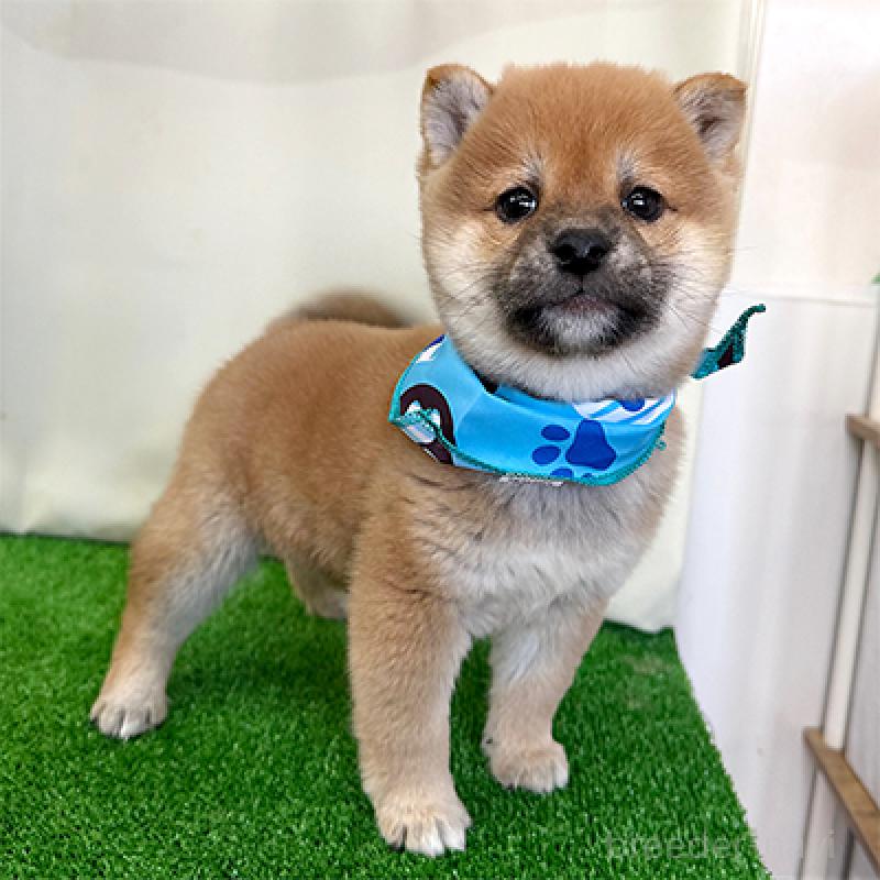 販売中の神奈川県の豆柴-436963