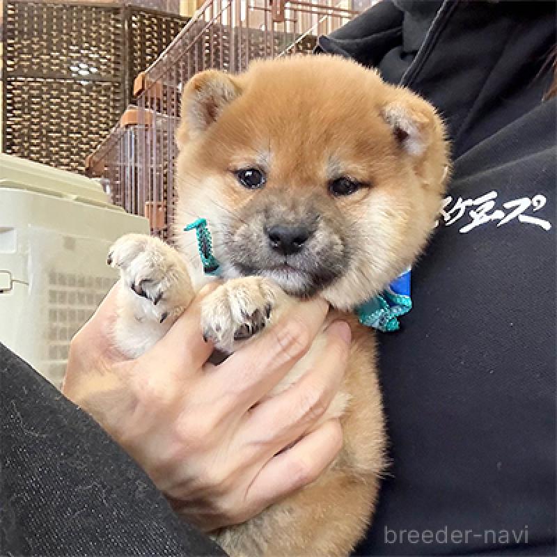 販売中の神奈川県の豆柴-436963の3枚目