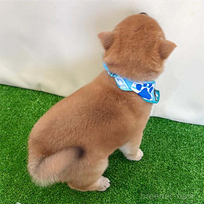 販売中の神奈川県の豆柴-436963の2枚目