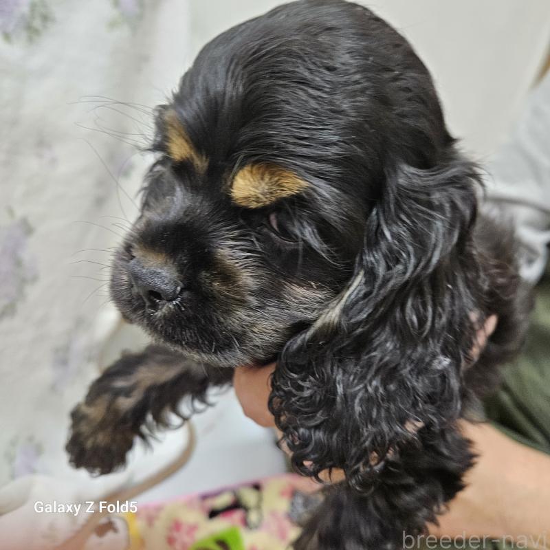 販売中の愛知県のアメリカンコッカースパニエル-437022の4枚目