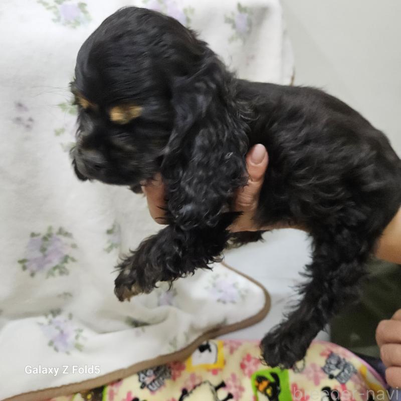 販売中の愛知県のアメリカンコッカースパニエル-437022の3枚目