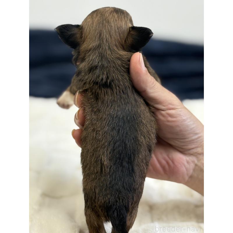 販売中の千葉県のチワワ(ロングコート)-437565の6枚目