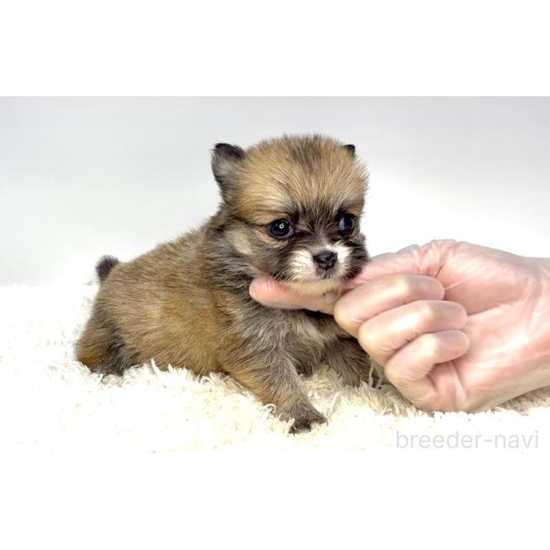 販売中の茨城県のポメチワ:ポメラニアン×チワワ-437569の4枚目
