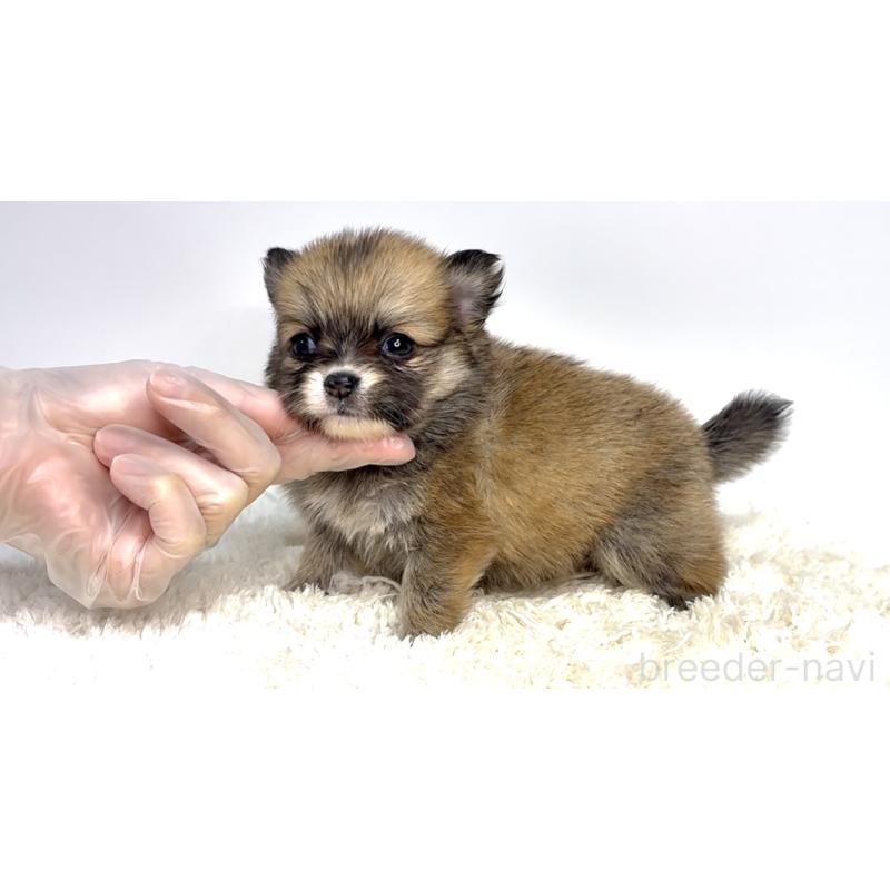 販売中の茨城県のポメチワ:ポメラニアン×チワワ-437569の5枚目
