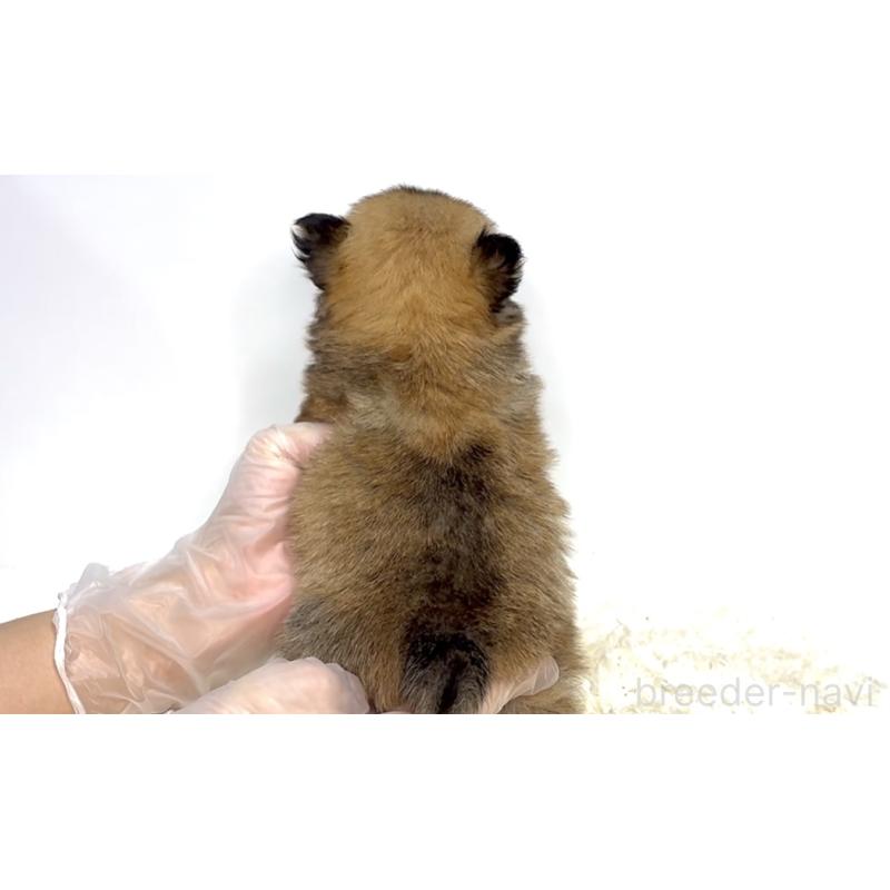 販売中の茨城県のポメチワ:ポメラニアン×チワワ-437569の3枚目