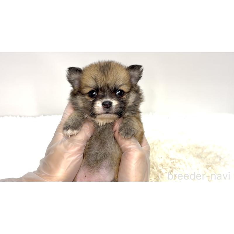 販売中の茨城県のポメチワ:ポメラニアン×チワワ-437569の2枚目