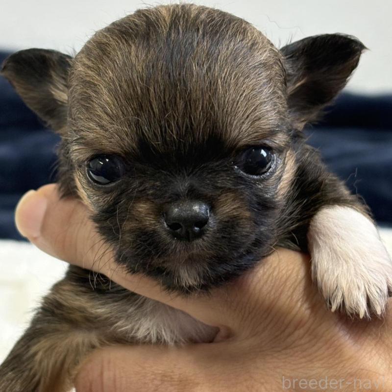 販売中の千葉県のチワワ(ロングコート)-437565