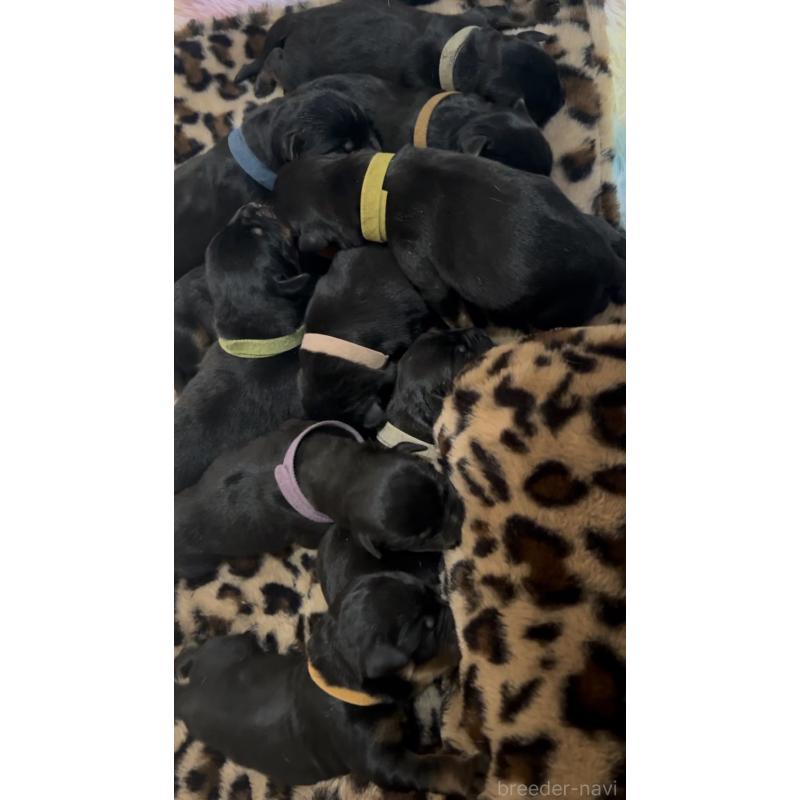 販売中の愛知県のロットワイラー-437025の1枚目