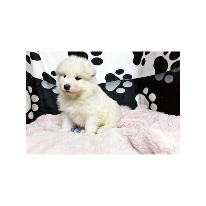 販売中の栃木県のサモエド-437581の5枚目