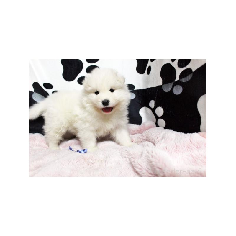 販売中の栃木県のサモエド-437581の2枚目