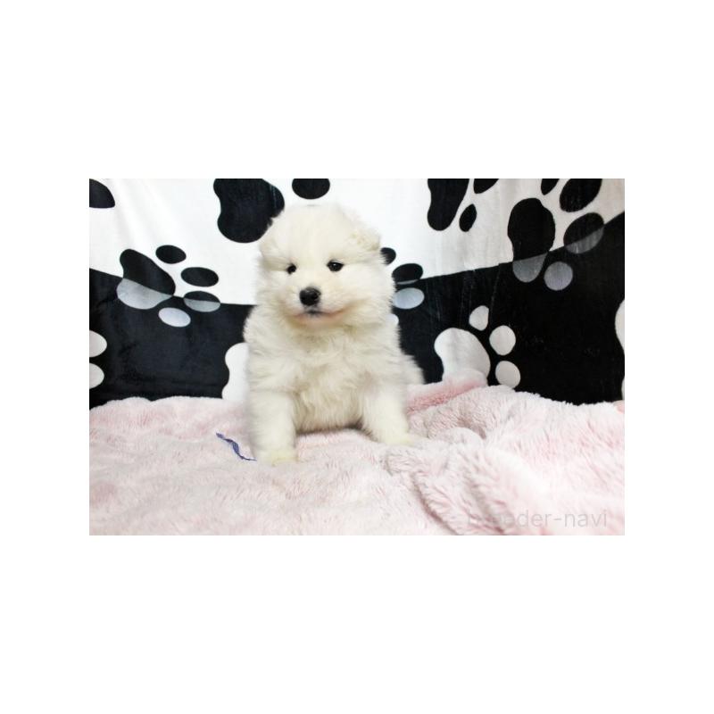 販売中の栃木県のサモエド-437581