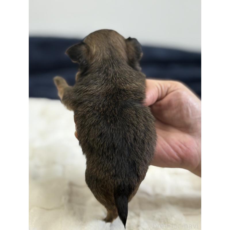 販売中の千葉県のチワワ(ロングコート)-437583の3枚目