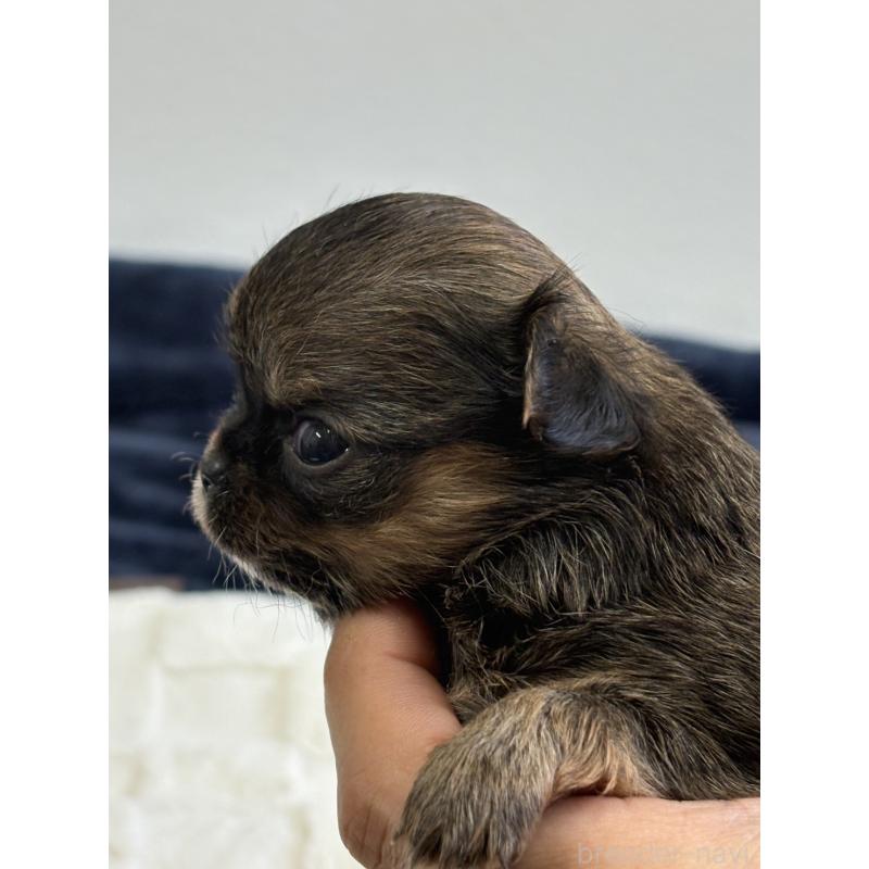 販売中の千葉県のチワワ(ロングコート)-437583の2枚目