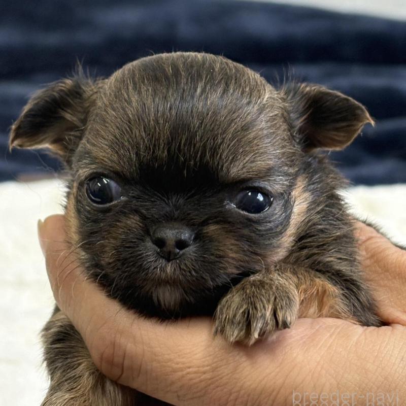 販売中の千葉県のチワワ(ロングコート)-437583