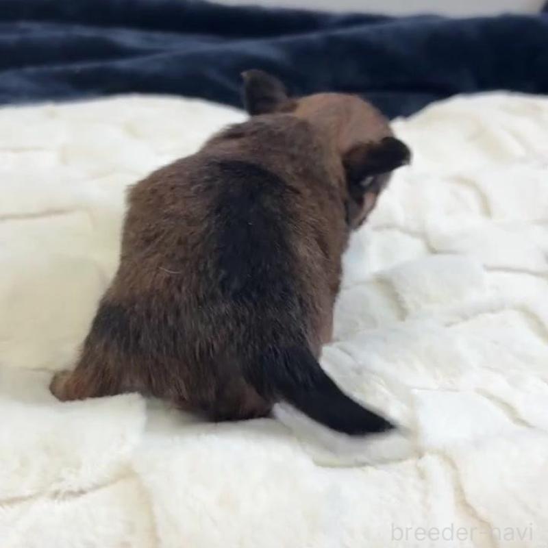 販売中の千葉県のチワワ(ロングコート)-437565の3枚目