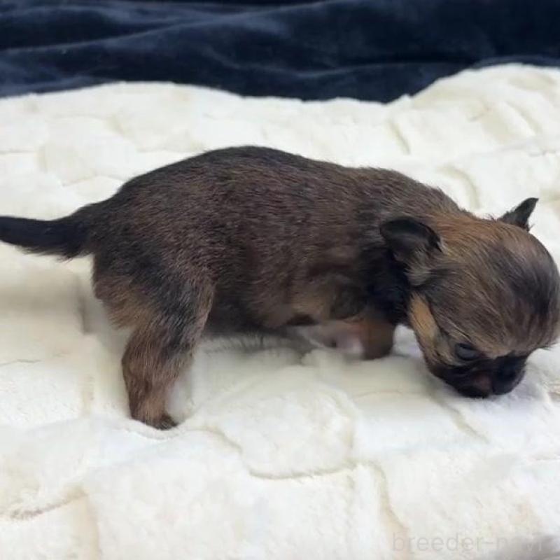 販売中の千葉県のチワワ(ロングコート)-437565の2枚目