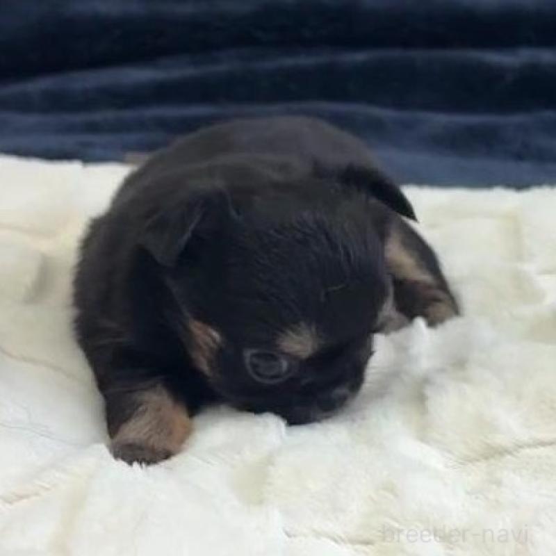 販売中の千葉県のチワワ(ロングコート)-437561の4枚目