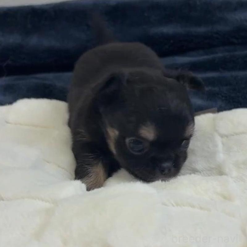 販売中の千葉県のチワワ(ロングコート)-437561の3枚目