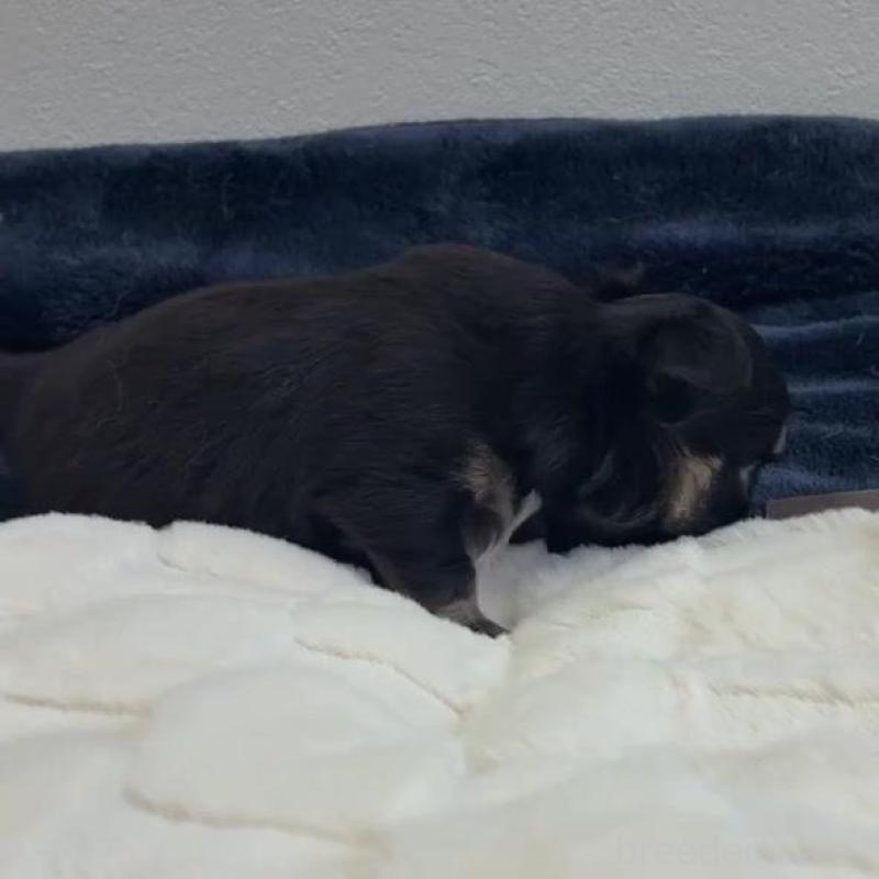 販売中の千葉県のチワワ(ロングコート)-437561の2枚目