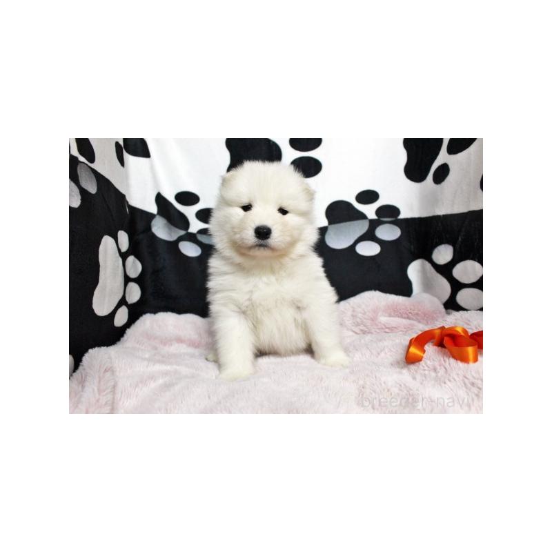 販売中の栃木県のサモエド-437584の5枚目