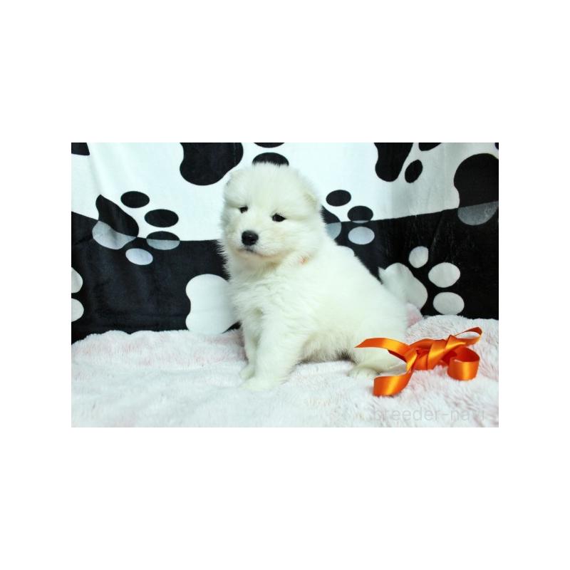 販売中の栃木県のサモエド-437584の4枚目