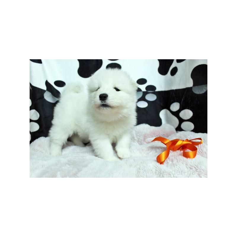 販売中の栃木県のサモエド-437584の3枚目