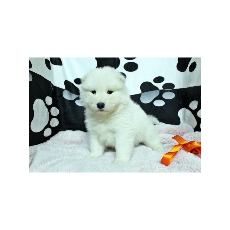 販売中の栃木県のサモエド-437584の2枚目