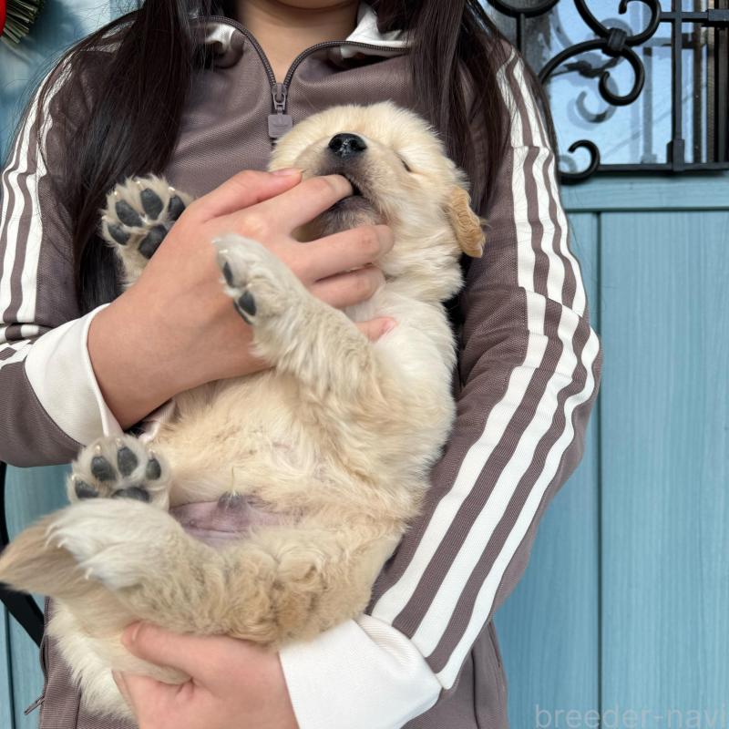 販売中の岡山県のゴールデンレトリーバー-437585の5枚目