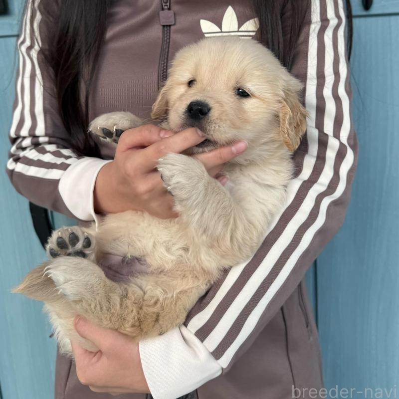 販売中の岡山県のゴールデンレトリーバー-437585の4枚目