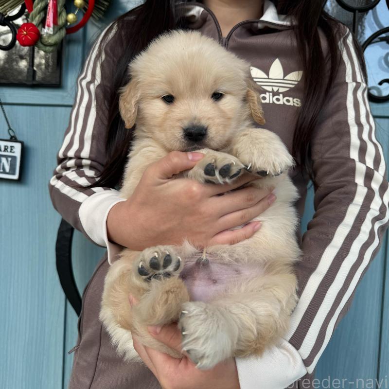 販売中の岡山県のゴールデンレトリーバー-437585の3枚目