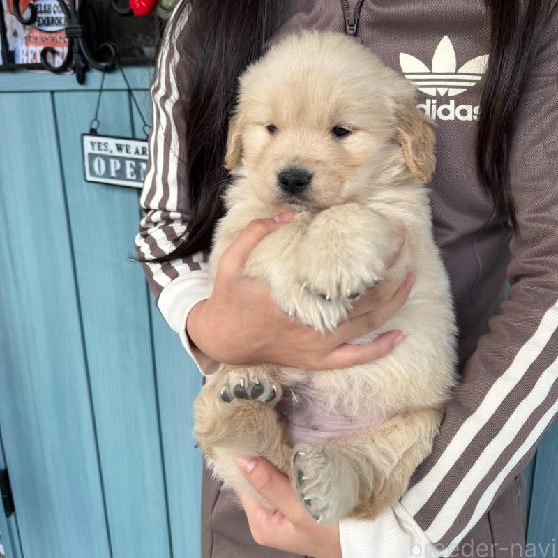 販売中の岡山県のゴールデンレトリーバー-437585の2枚目