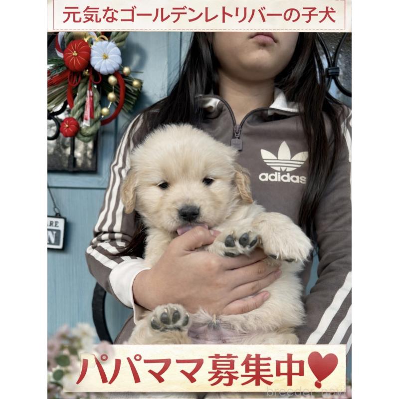 販売中の岡山県のゴールデンレトリーバー-437586の1枚目