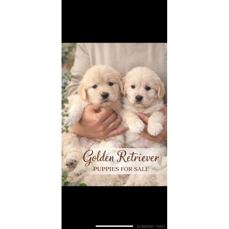 販売中の岡山県のゴールデンレトリーバー-437586の3枚目