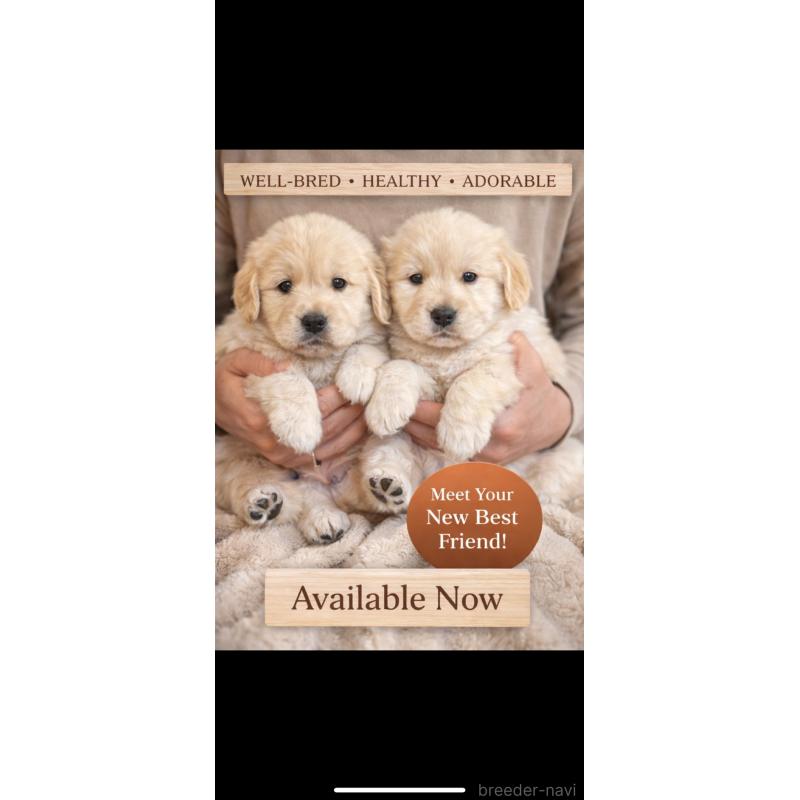 販売中の岡山県のゴールデンレトリーバー-437586の2枚目