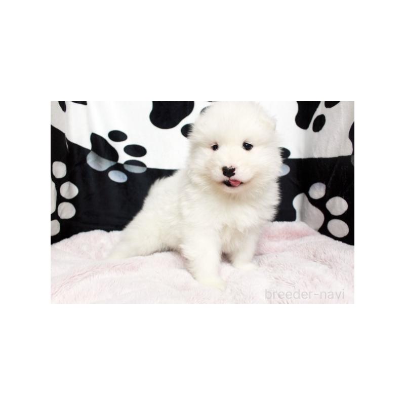 販売中の栃木県のサモエド-437587の5枚目