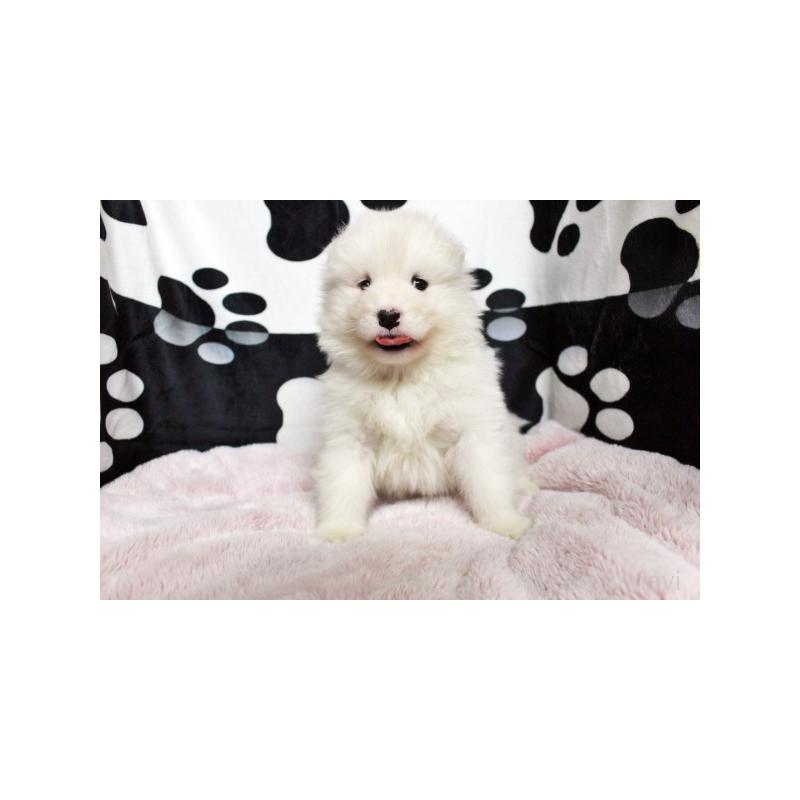 販売中の栃木県のサモエド-437587の1枚目