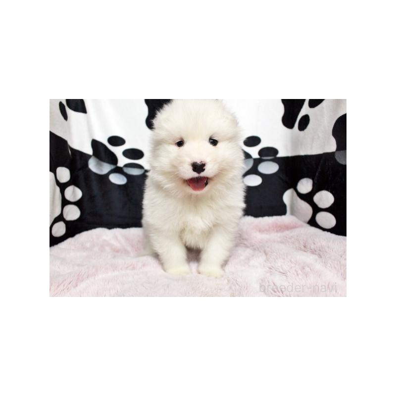 販売中の栃木県のサモエド-437587の3枚目