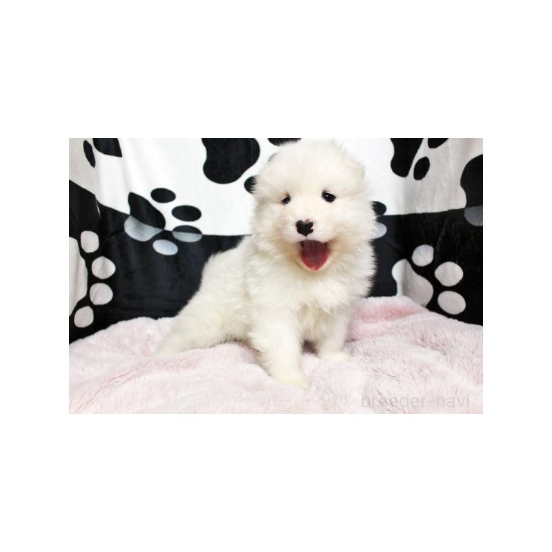 販売中の栃木県のサモエド-437587の2枚目