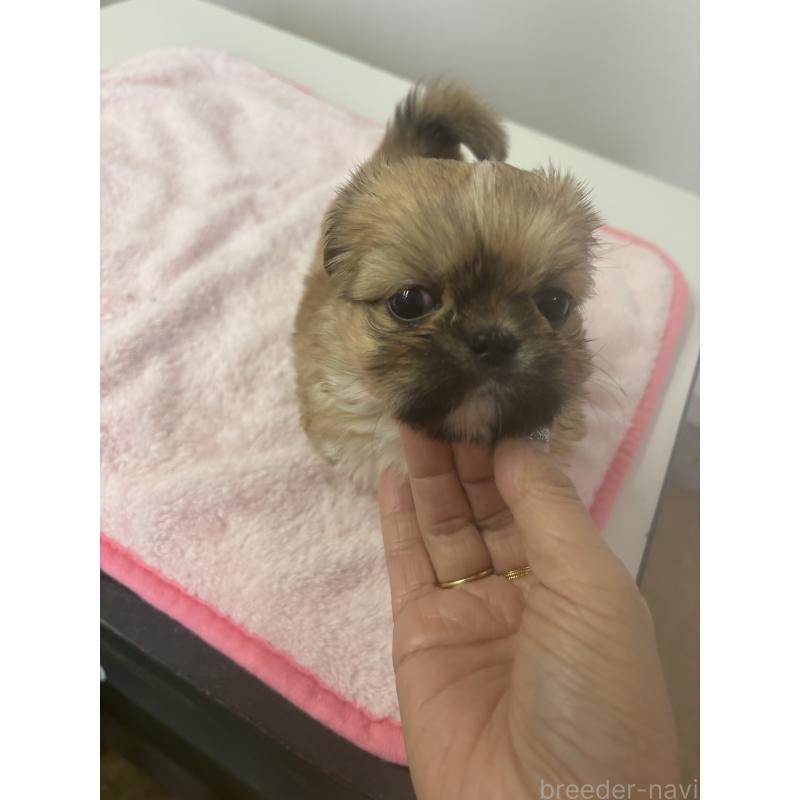 商談中の岐阜県のチワズー:チワワ×シーズー-437590の3枚目