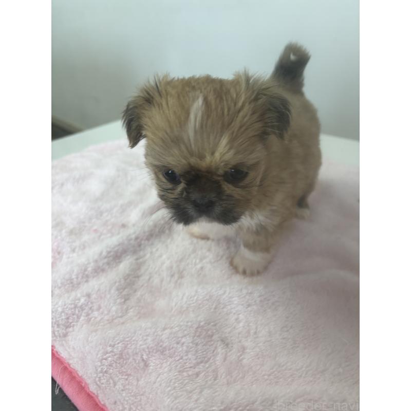 商談中の岐阜県のチワズー:チワワ×シーズー-437590の2枚目